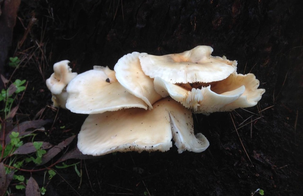 ghost mushroom tour, country races and more